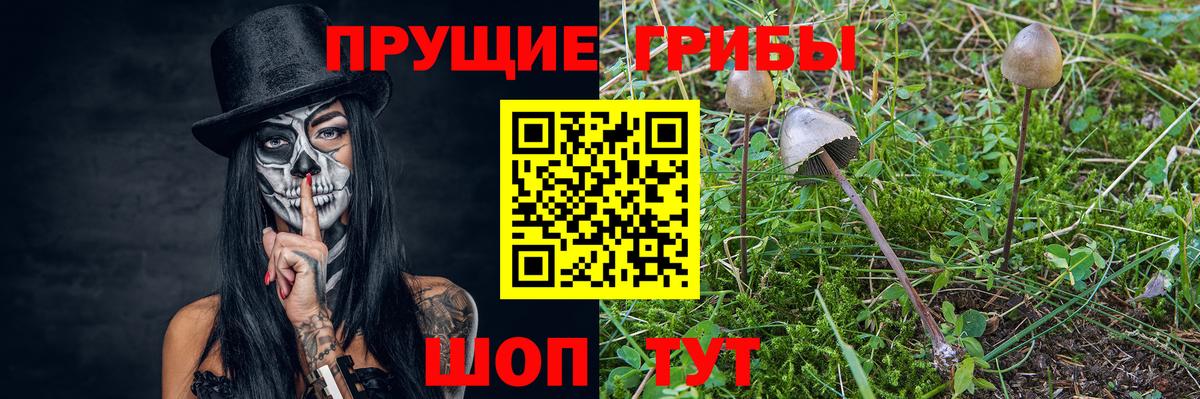 Псилоцибиновые грибы Psilocybe Тула